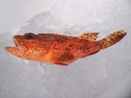 康仁丸・ジギング釣り果